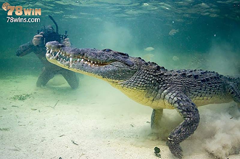 Nếu bạn mơ thấy cá sấu, đây là lời gợi ý con số may mắn từ cõi trên
