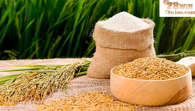 Lúa là thức ăn chính của gà đá cựa sắt
